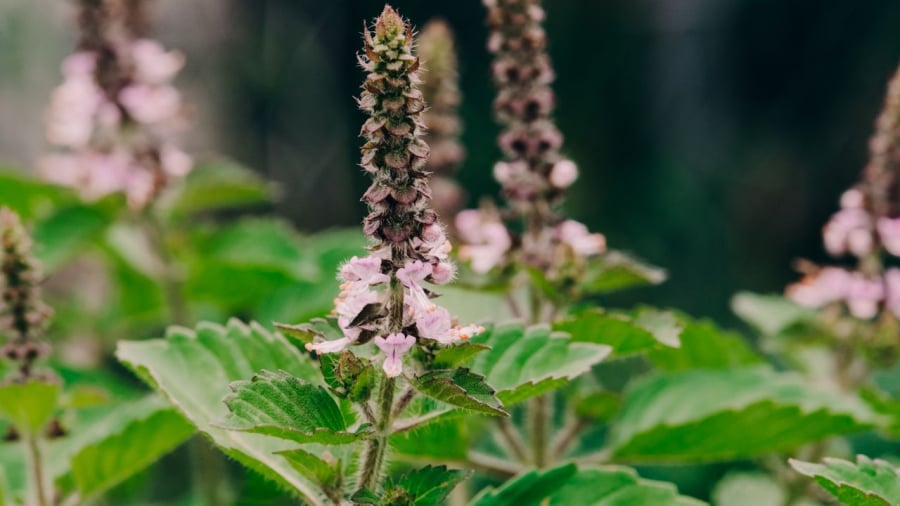 Người xưa tin rằng cây hương nhu có tác dụng trừ uế khí, giúp thanh tẩy không gian sống.