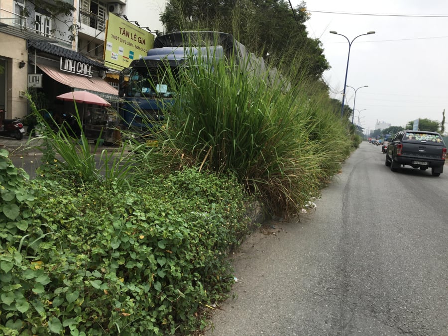 Không chỉ ảnh hưởng đến thẩm mỹ, cỏ dại còn là nơi trú ngụ của côn trùng, gây hại cho cây trồng và môi trường sống.