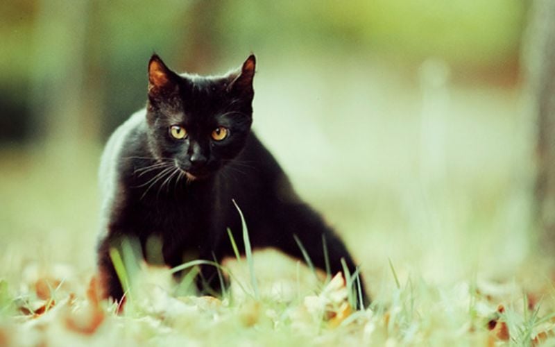 Mèo đen vào nhà mang xui xẻo