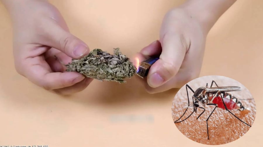 Đặt nắm lá này trong phòng, muỗi chạy sạch, nhà lúc nào cũng thơm tho 18 Xông nhà bằng ngải cứu khô vừa có tác dụng làm sạch không khí, vừa giúp đuổi muỗi.