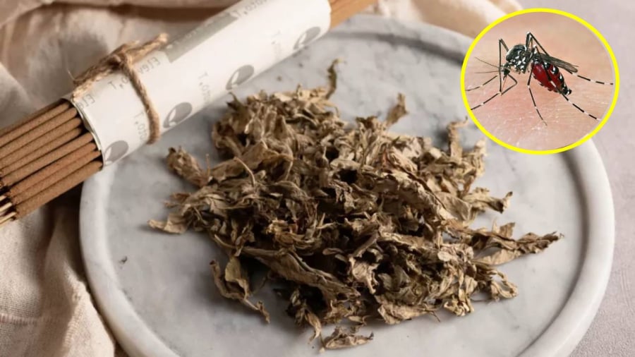 Đặt nắm lá này trong phòng, muỗi chạy sạch, nhà lúc nào cũng thơm tho 20 Có nhiều cách sử dụng ngải cứu khác nhau để đuổi muỗi.