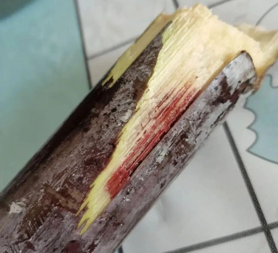 Thời gian ủ bệnh sau khi ăn mía mốc dao động từ 10 phút đến 48 giờ, phổ biến là 2–5 giờ.