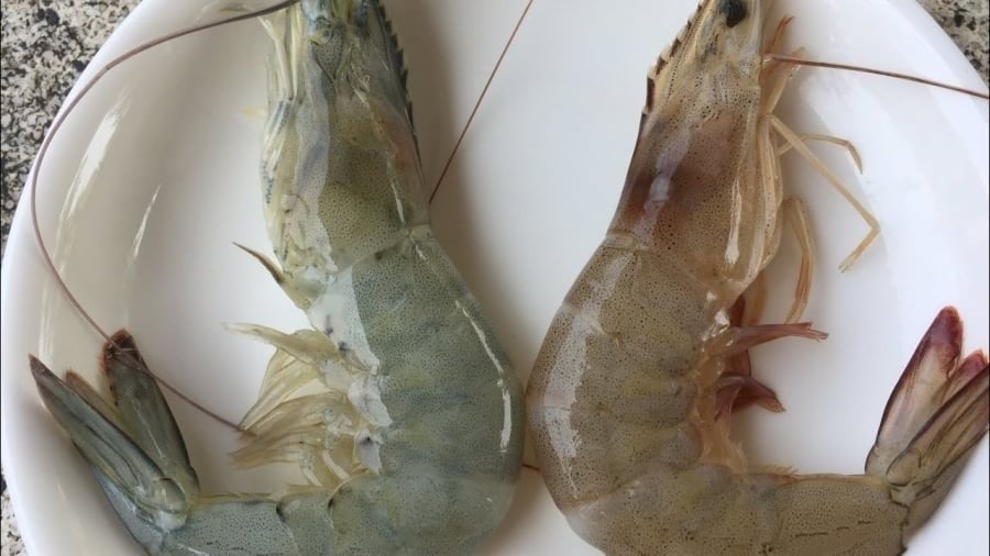 Khi đi chợ, nhiều người chỉ quan tâm tôm còn tươi mà ít chú ý quan sát kỹ.