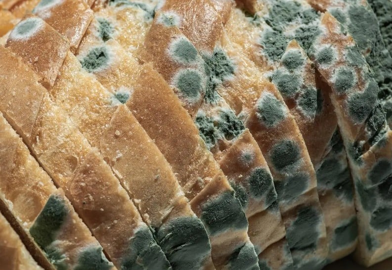 Các loại thực phẩm bị mốc như lạc (đậu phộng), ngô, gạo hay các loại hạt để lâu ngày có thể chứa aflatoxin. Ảnh minh họa