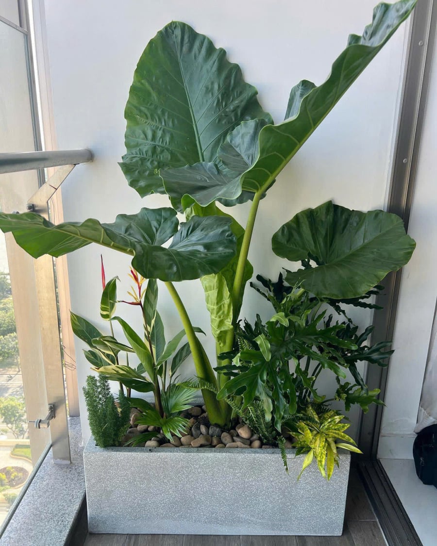 Ráy voi là loại cây có sức sống mạnh, thường mọc tự nhiên nhưng khi đưa vào không gian sống lại mang ý nghĩa phong thủy tích cực. Ảnh minh họa