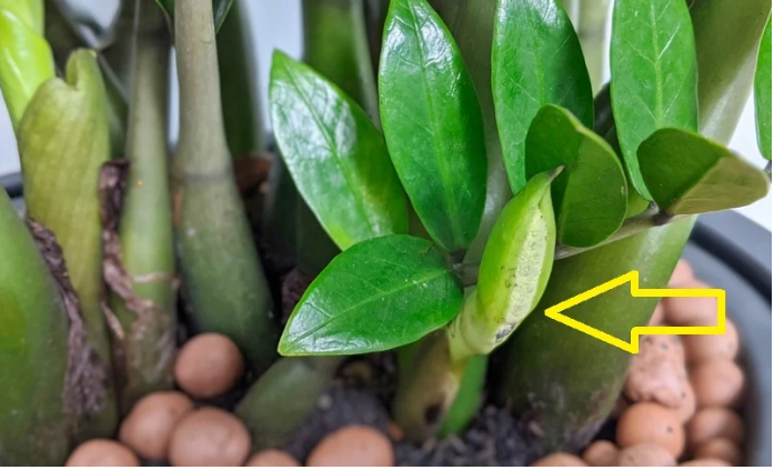 Thêm thứ này vào gốc cây Kim Tiền chồi non mọc ra tua tủa, xanh mướt