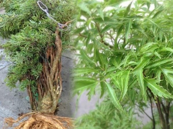 Một số người còn áp dụng mẹo phong thủy như đặt thêm vài đồng xu hoặc đá phong thủy dưới lớp đất khi trồng để tượng trưng cho việc thu hút cơ hội tài chính, giúp gia chủ thêm hanh thông về đường tiền bạc.    