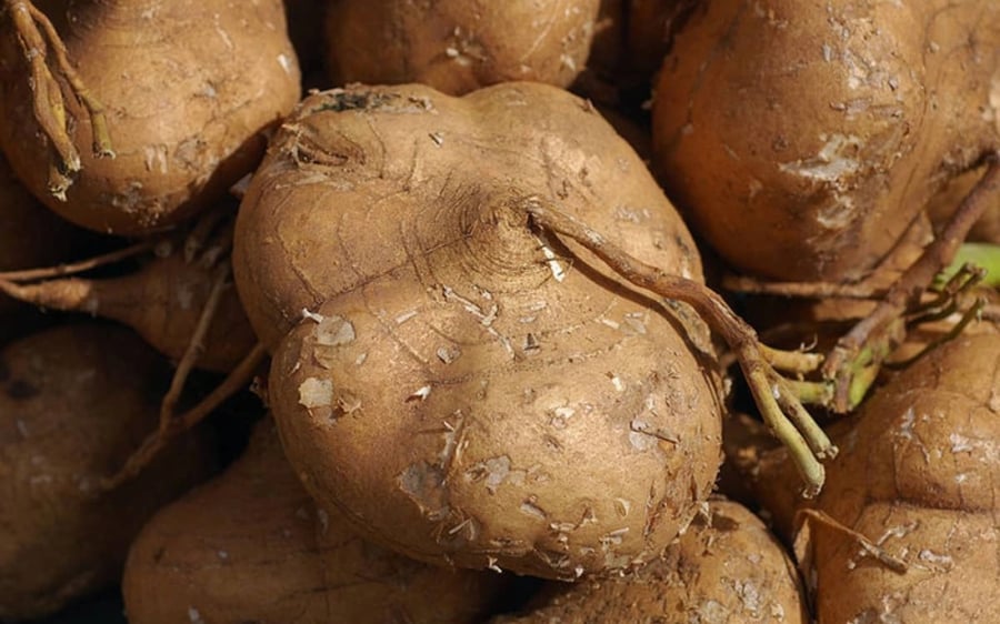 5 người không nên ăn củ đậu