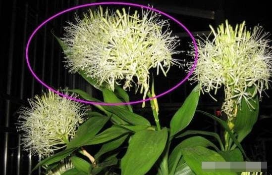 Trong phong thủy, cây xanh trong nhà được xem là biểu tượng của sự sống mới, sự đổi mới liên tục và nguồn năng lượng tích cực.