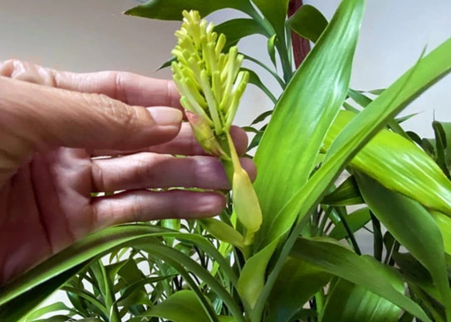 Không chỉ vậy, nếu con cái trong gia đình học hành tiến bộ, thi cử suôn sẻ, hay việc kinh doanh gặp nhiều thuận lợi, đó cũng được xem là biểu hiện của phúc khí đang tăng.