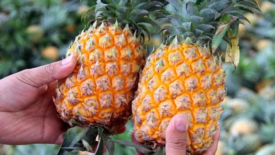 Mẹo chọn dứa chín tự nhiên, nhiều nước, ngọt lịm 19 Khi chọn dứa, bạn cần quan sát màu sắc của dứa, hình dáng của quả dứa.