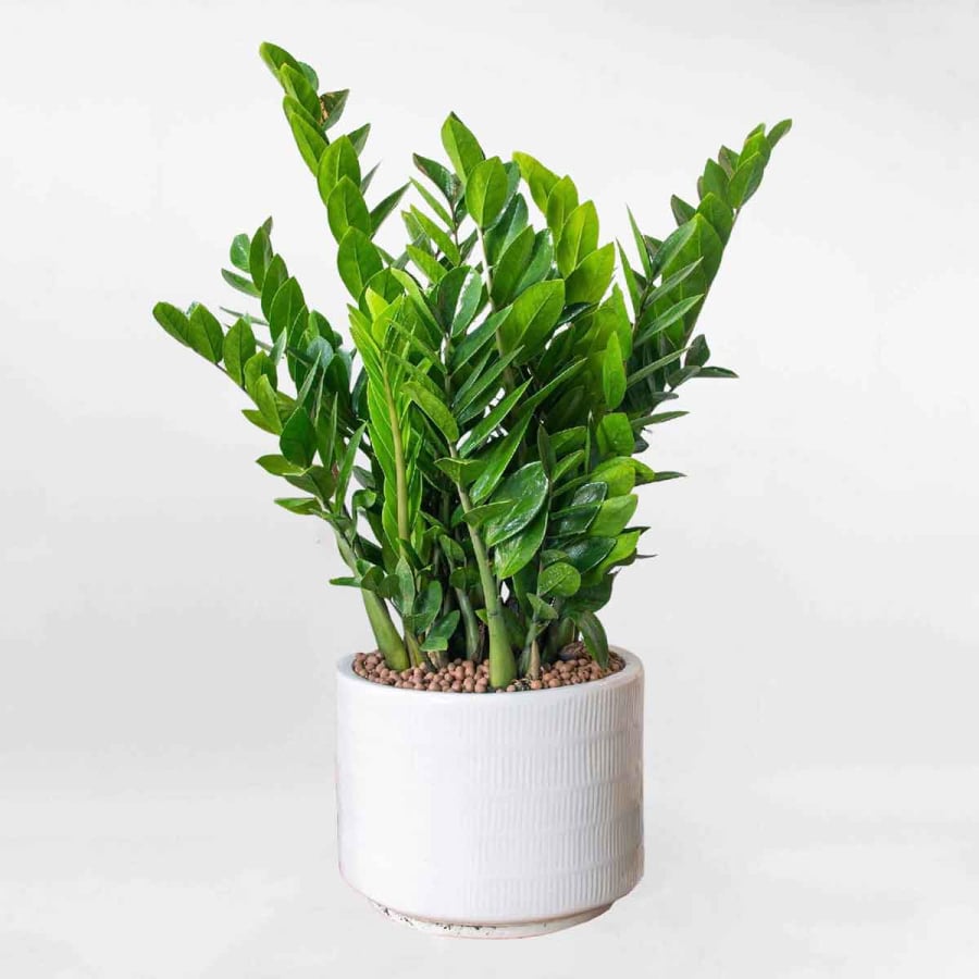 Cây kim tiền – loại cây phong thủy quen thuộc trong nhiều gia đình và văn phòng. Ảnh minh họa