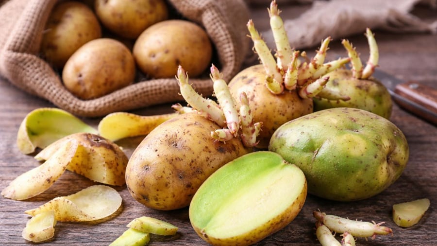 Khi khoai tây mọc mầm hoặc vỏ đã màu xanh thì chớ nên ăn