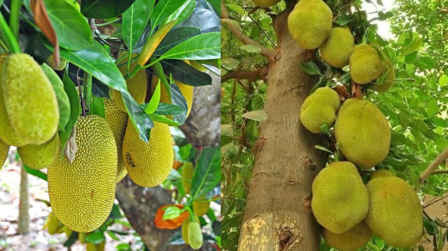 Theo quan niệm từ xa xưa, trồng cây mít trước cửa sẽ chặn đường tài lộc của gia đình.