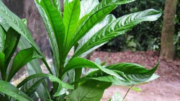 Loại lá cuốn chả thơm ngon gấp 3 lần lá lốt, bổ từ trong ra ngoài