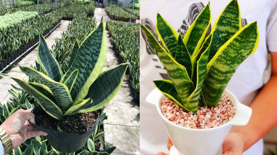 Người mệnh Kim và mệnh Thổ hợp trồng cây lưỡi hổ.