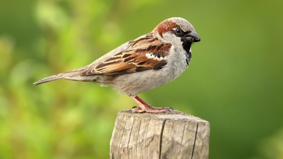 Theo quan niệm dân gian, chim sẻ bay vào nhà, làm tổ gần nhà được xem là dấu hiệu của tin vui.