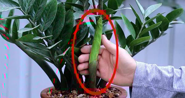 Ai nên trồng Cây Kim Tiền? 2 mệnh hợp trồng cây này nhất