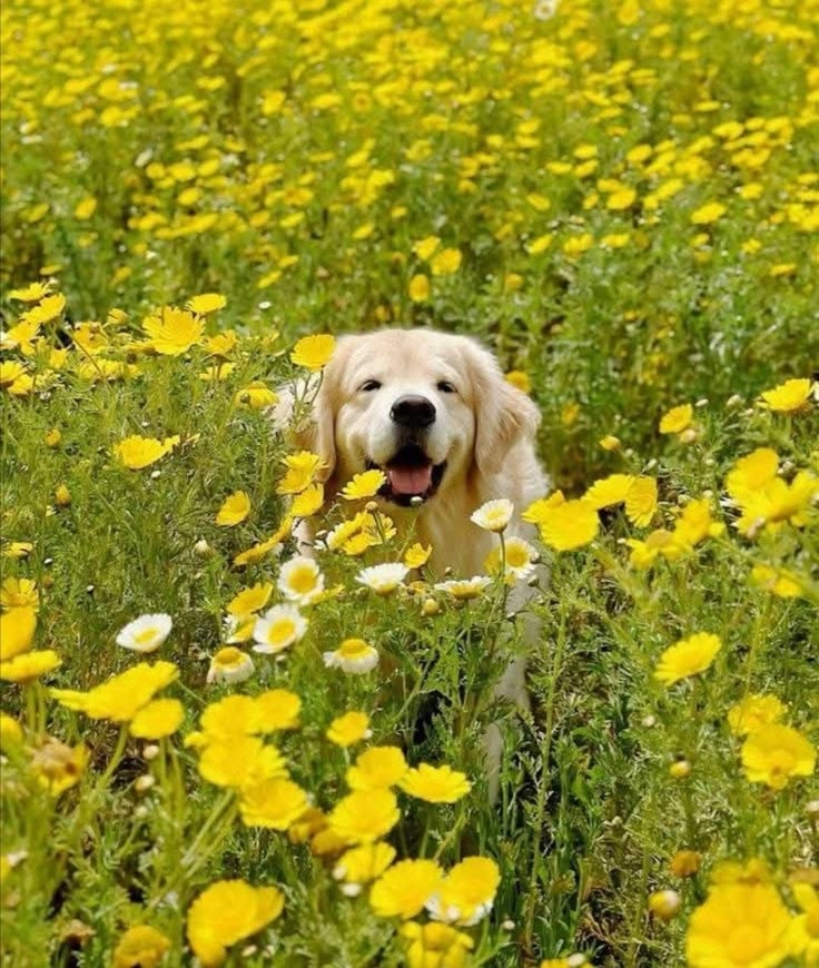 Tuổi Tuất ham học hỏi nên luôn bắt kịp thời đại