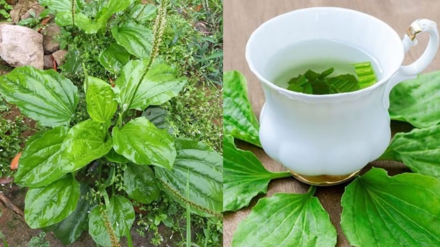 Cây mã đề có công dung thanh nhiệt, hỗ trợ giải độc gan.