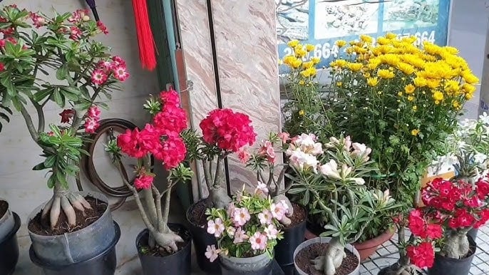 5 loại hoa Thần Tài 'cực ghét', bỏ ngay kẻo Tiền của lụi tàn