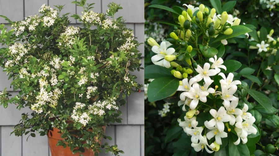 Nguyệt cảnh thơm và đẹp nhưng cần chú ý khi trồng