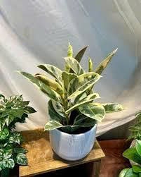 z7765371984665_e5fed8b3cfe9ff7df0f8d1424f68a374