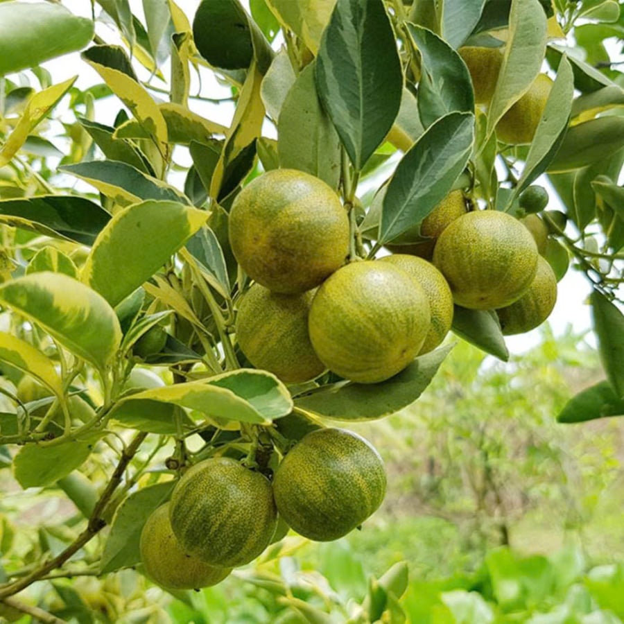 z7765374205616_8561275230e3f440e44034830f77fa87