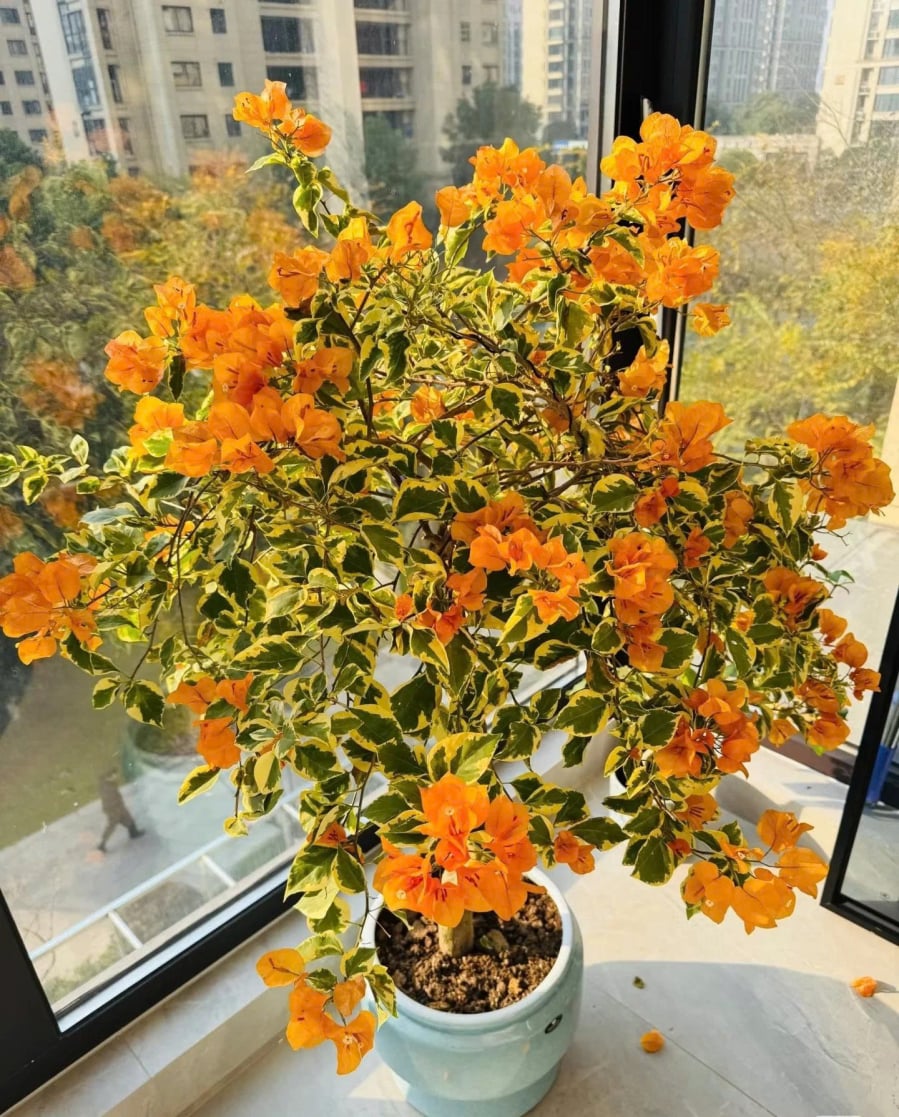 z7765375733577_13eac88441ed82fdda0c2302441e1348