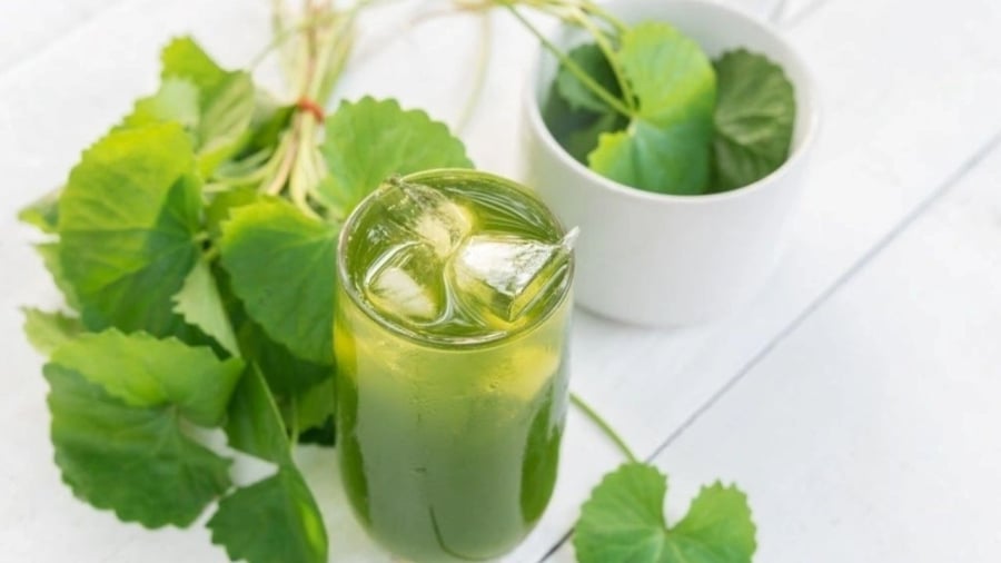 Rau má có giá trị dinh dưỡng cao, mang lại nhiều lợi ích cho sức khỏe.