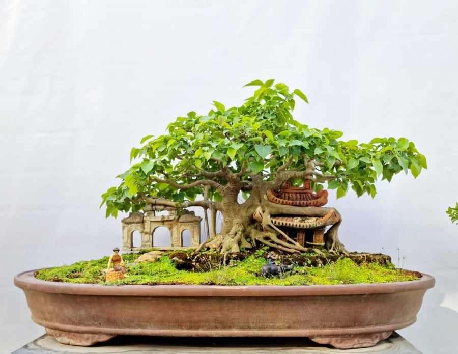 Cây bồ đề từ lâu mang ý nghĩa tâm linh, biểu trưng cho sự an yên, giác ngộ và may mắn.