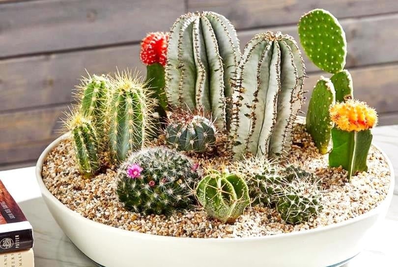 Dù có vẻ ngoài gai góc, xương rồng lại tượng trưng cho sự mạnh mẽ và khả năng chống lại những yếu tố tiêu cực. 