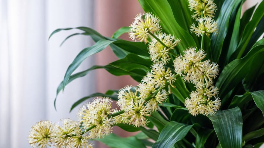 Cẩn thận khi thiết mộc lan nở hoa