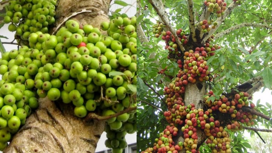 Cây sung không chỉ trồng làm cảnh mà còn có ý nghĩa tốt cho phong thủy.