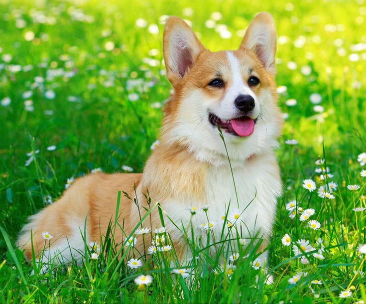 Tuổi Tuất ngay thẳng càng về già càng giàu phúc