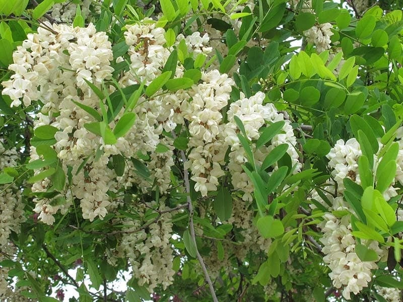 Trong phong thủy, cây hòe được xếp vào nhóm “quý mộc” – những loại cây mang nguồn năng lượng tích cực, được cho là có khả năng thu hút tài lộc và may mắn cho gia chủ.