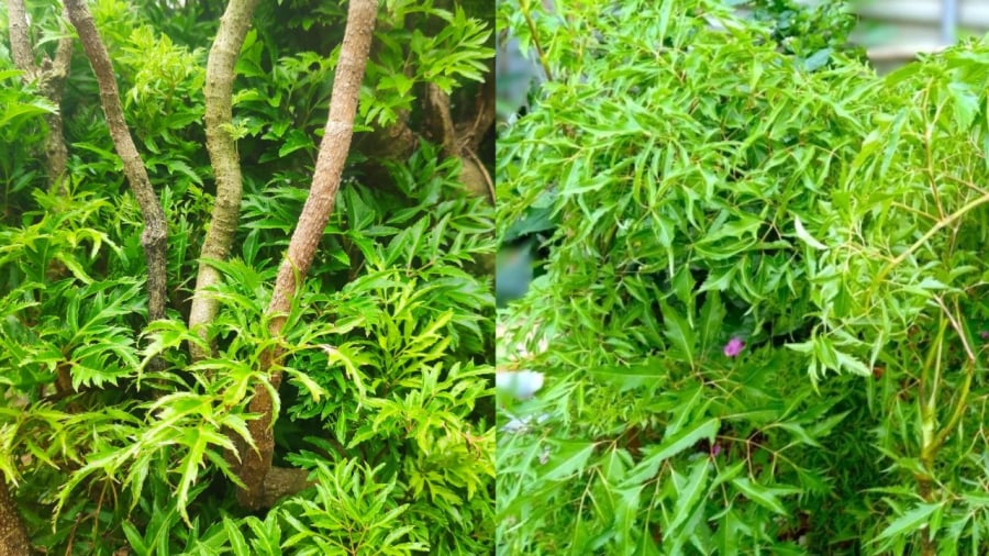 Khi trồng cây đinh lăng, bạn nên chọn các vị trí thoáng đãng, đầy đủ ánh sáng để cây phát triển tốt.