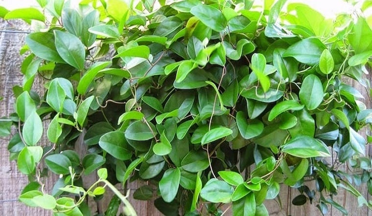 Lá sương sâm – loại cây dễ trồng, quen thuộc trong nhiều gia đình Việt