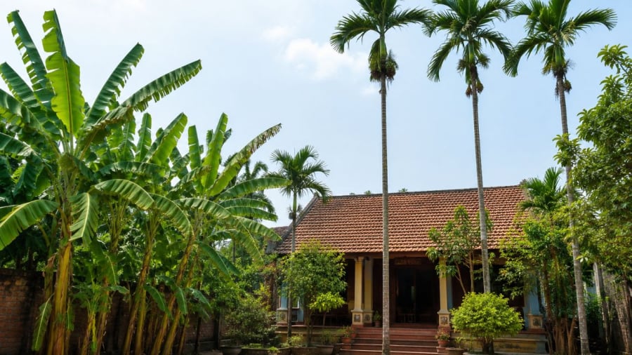 Trồng chuối sau, cau trước là một kinh nghiệm  quý