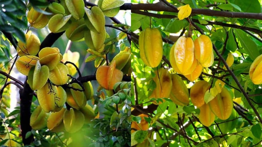 Cây khế cần trồng ở nơi có ánh sáng, tưới nước vừa phải để tránh phần rễ bị ngập úng.