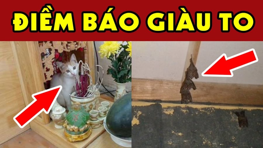 Con vật vào nhà may mắn