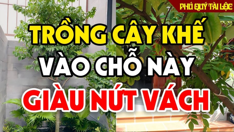 “1 kỵ - 3 nên” khi trồng khế, gia chủ biết sớm ăn nên làm ra