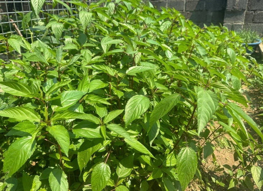 Trong 100g rau đay có khoảng 92% là nước, cùng nhiều khoáng chất và hoạt chất sinh học có lợi. 