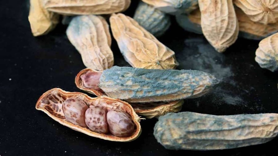 Aflatoxin là độc tố xuất hiện trong các thực phẩm bị mốc.