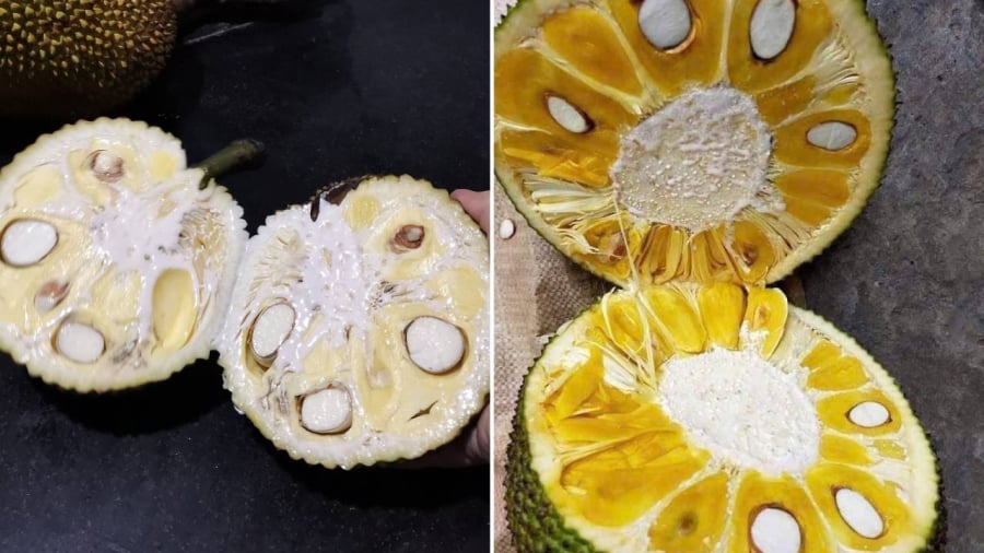Để làm sạch nhựa mít, bạn có thể sử dụng gạo hoặc dầu ăn, dầu hỏa.