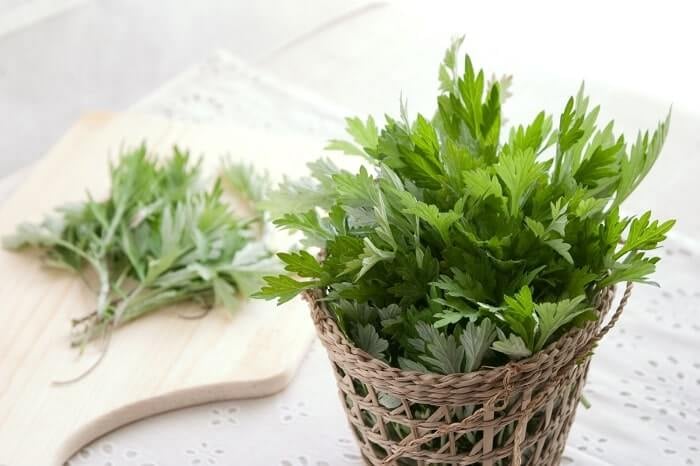 Không chỉ là loại rau quen thuộc trong nhiều món ăn, ngải cứu còn được xem là dược liệu giàu tinh dầu và có nhiều lợi ích trong chăm sóc sức khỏe, làm đẹp.