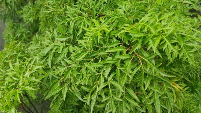 Vị trí tốt nhất để trồng cây Đinh Lăng: Chỉ cần 1 cây cũng trấn giữ của cải, giàu có phát tài