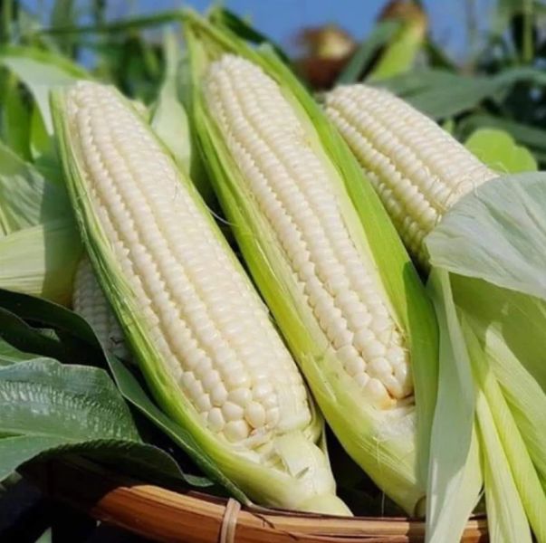 Cần chú ý khi định chọn ngô thay cơm