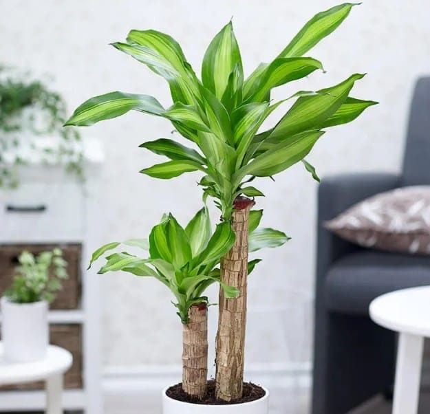 Thiết mộc lan là cây cảnh dễ trồng