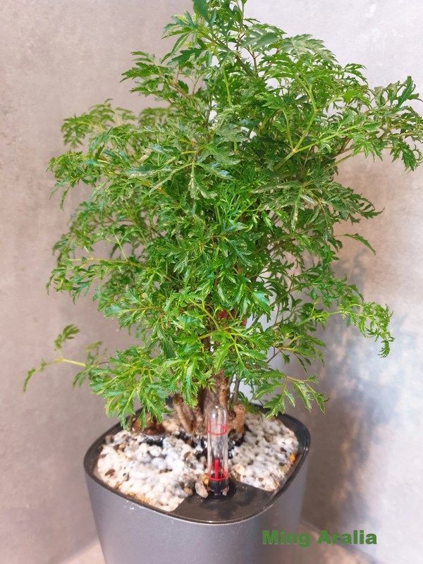 Đinh lăng còn được ca ngợi là 
